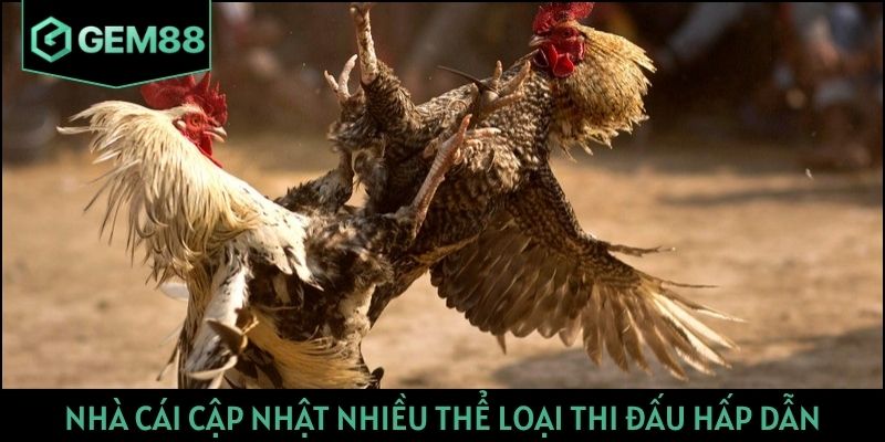 Nhà cái cập nhật nhiều thể loại thi đấu hấp dẫn
